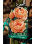 Троянда великоквіткова (лососева) ШТАМБ | Rose large-flowered (salmon) SHTAMB | Роза крупноцветковая (лососевая) ШТАМБ